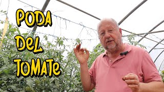 Poda del tomate, consejos prácticos #podatomate