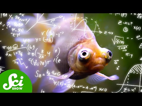 SciShow