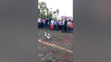 Trò chơi bịt mắt bắt.... Vịt