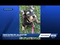 Dog dies in suspected gator attack near lake in North Fort Myers