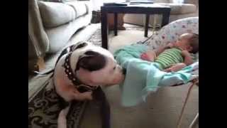 Pit Bull Vs Defenseless Baby