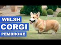 Welsh Corgi Pembroke - Quatro Patas の動画、YouTube動画。