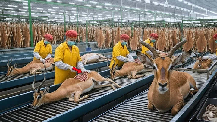 Inside The Impala Leather Factory Farm to Luxury Item Full Process MILLION DOLLAR INDUSTRY SECRET