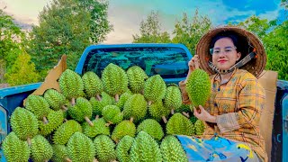 Rural life| Durian Harvesting: Inside a Durian Farm | How to Identify Ripe Durians #farmlife