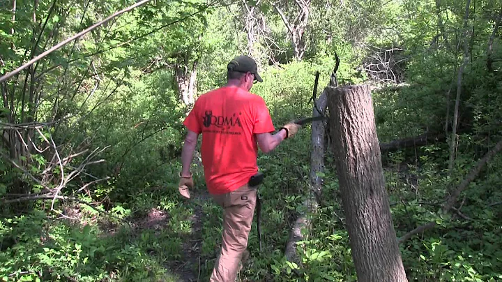 A tour of a Man Made Deer Bedding Area Created by Hinge Cutting Trees