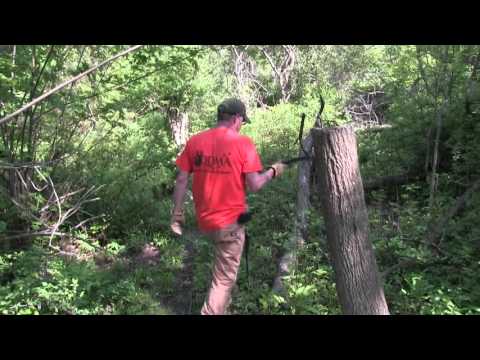 A tour of a Man Made Deer Bedding Area Created by Hinge Cutting Trees