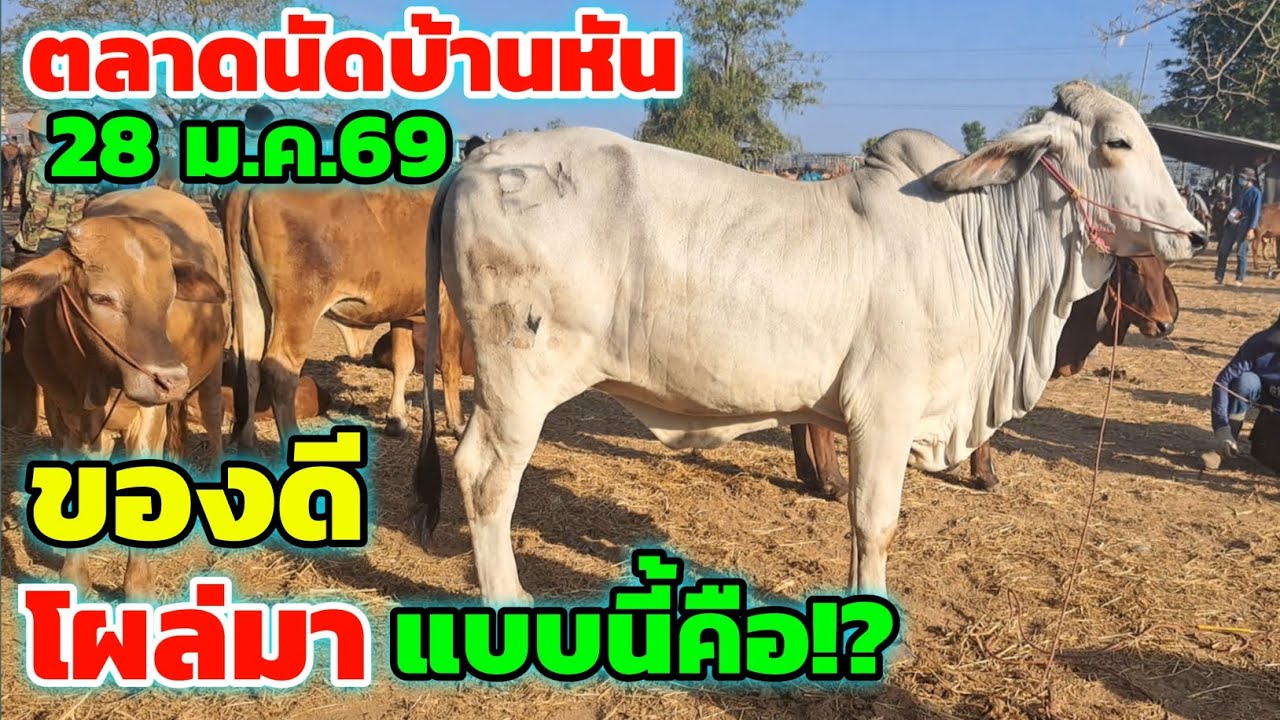 แบบนี้คือ‼️28 ม.ค.69 คึกคักตลาดนัดบ้านหัน ราคาดีต่อเนื่อง ของดี เริ่มโผล่ วัวงามวัวเลี้ยง เข้ามาน้อย