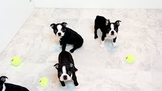 Boston Terrier Puppies And Tennis Balls! by BrownstoneBostonTerriers 2,813 views 5 years ago 1 minute, 13 seconds