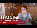 Томаты без фитофторы часть  1