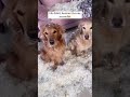 puppies sneeze like a engineer. 🐶🤪😆#LAUGHING #AMUSING #ANIMAL #HILARIOUS #cat #citywalk #ai