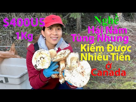 Video: Cách Kiếm Tiền Từ Nấm