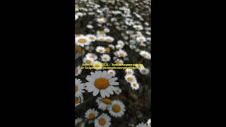 Hi̇rai̇ Zerdüş ~ Papatya 🌹Can Yücel ~ \