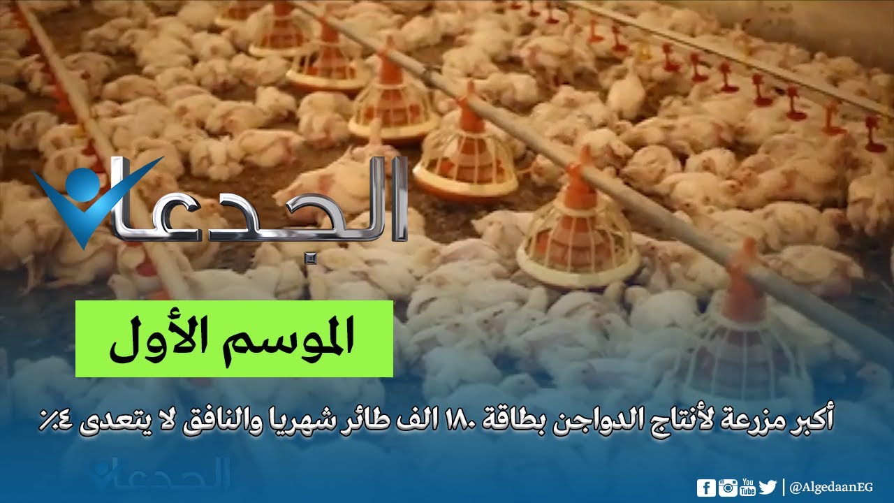 أكبر مزرعة لأنتاج الدواجن بطاقة 180 الف طائر شهريا والنافق لا يتعدى 4%