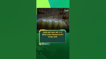 Loài vật nào đẻ 3 tỷ con? 😲🐟 #shorts #dongvat #sinhsan #kienthuc #khampha #giaidap