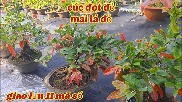 20/10/2025 giao lưu 11 mã số cúc đọt đỏ- hoa hồng thanh tú☎️0359338087(khang)