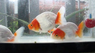 CÁ VÀNG RANCHU- Sang Nguyễn Goldfish