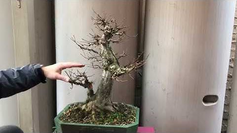 How to trim and style bonsai trident maple twin trunk