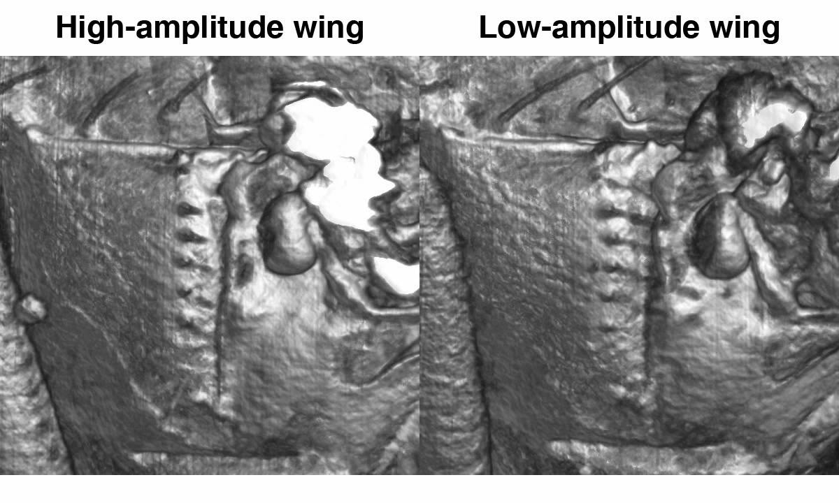 Three-dimensional visualizations of the external movement of the thorax