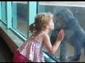 Little Girl Kyla Plays with and Kisses Baby Gorilla- ORIGINAL VIDEO BY FAMILY