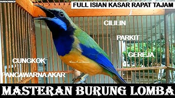 Masteran Cucak Cungkok Istimewa ~Isian Kasaran Tajam Rapat ~Tembakan Istimewa Masteran Burung Lomba
