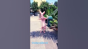 dancing sphinx cat #trending #viralvide #funny cats life #animalsfunnyclipsj.s.d
