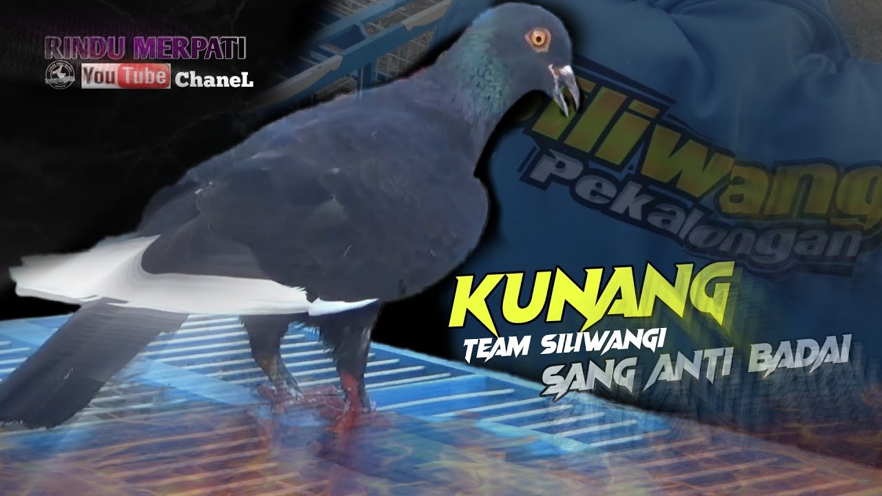 FINAL !! KUNANG JUARAI PERANG BINTANG KOLONG LEGOK CILLE PEKALONGAN