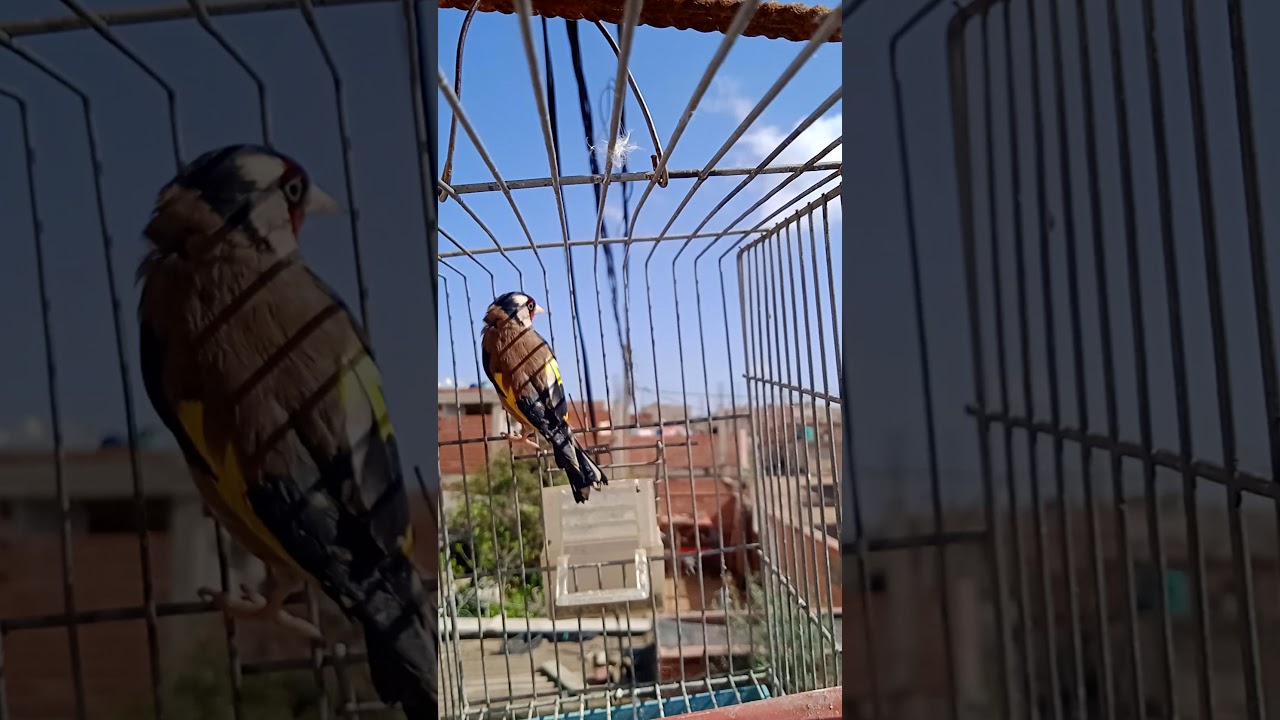 chant chardonneret sauvage 2021