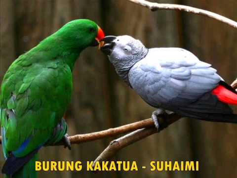 Burung Kakatua Suhaimi Youtube