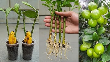 SUPER SPECIAL TECHNIQUE to propagate LEMON branches into trees using coca~cola, super fast growth