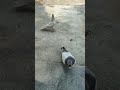 👑🕊️#pigeon #kabutar#kabootarba #birds#kabootarloft05 #kabootar#pigeonlaver#viloqpigeon
