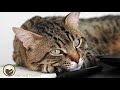 Music to Calm Cats - Deep Sleep Music, Stress Relief,  Relaxing Piano Music