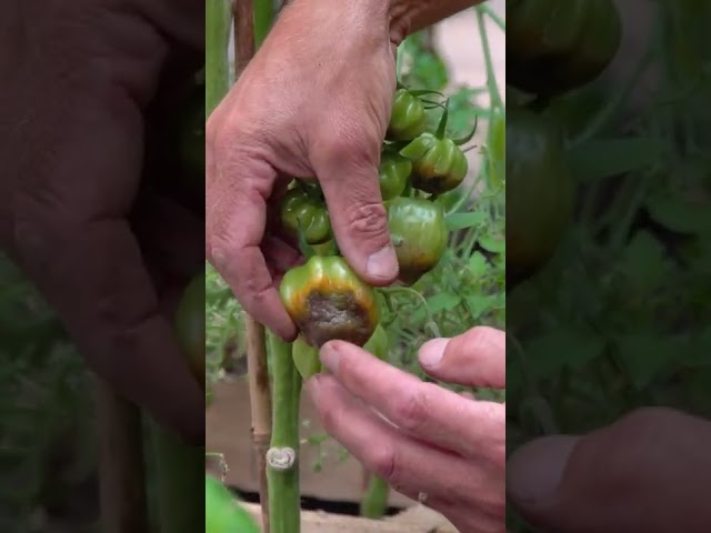How to Prevent Blossom End Rot in Tomatoes class=