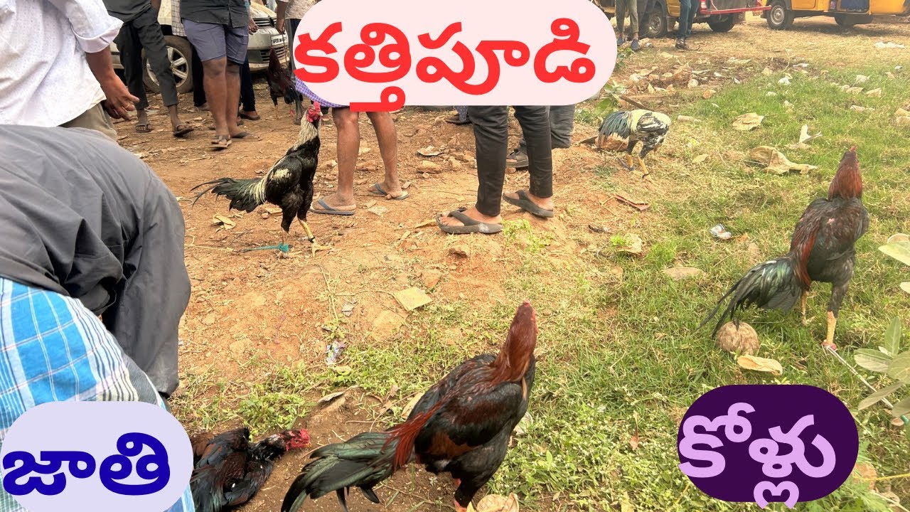 కత్తిపూడి నాటు కోడి సంత 