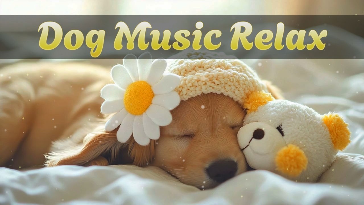 10 часов музыки для собак без рекламы | Глубокий сон и снижение тревоги | No Ads