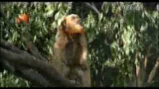 Download Lagu Brasal - Comercial Del Valle MP3 Download Lagu Brasal - Comercial Del Valle MP3