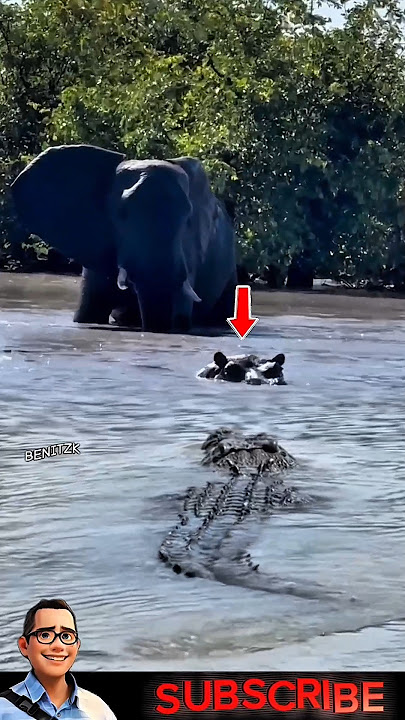 Menegangkan! Kuda Nil Diamuk Gajah...Lari Dihadang Buaya! #animals #wildlife #crocodile #buaya