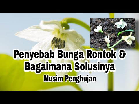 Video: Mengapa Lada Menggugurkan Putik Bunga