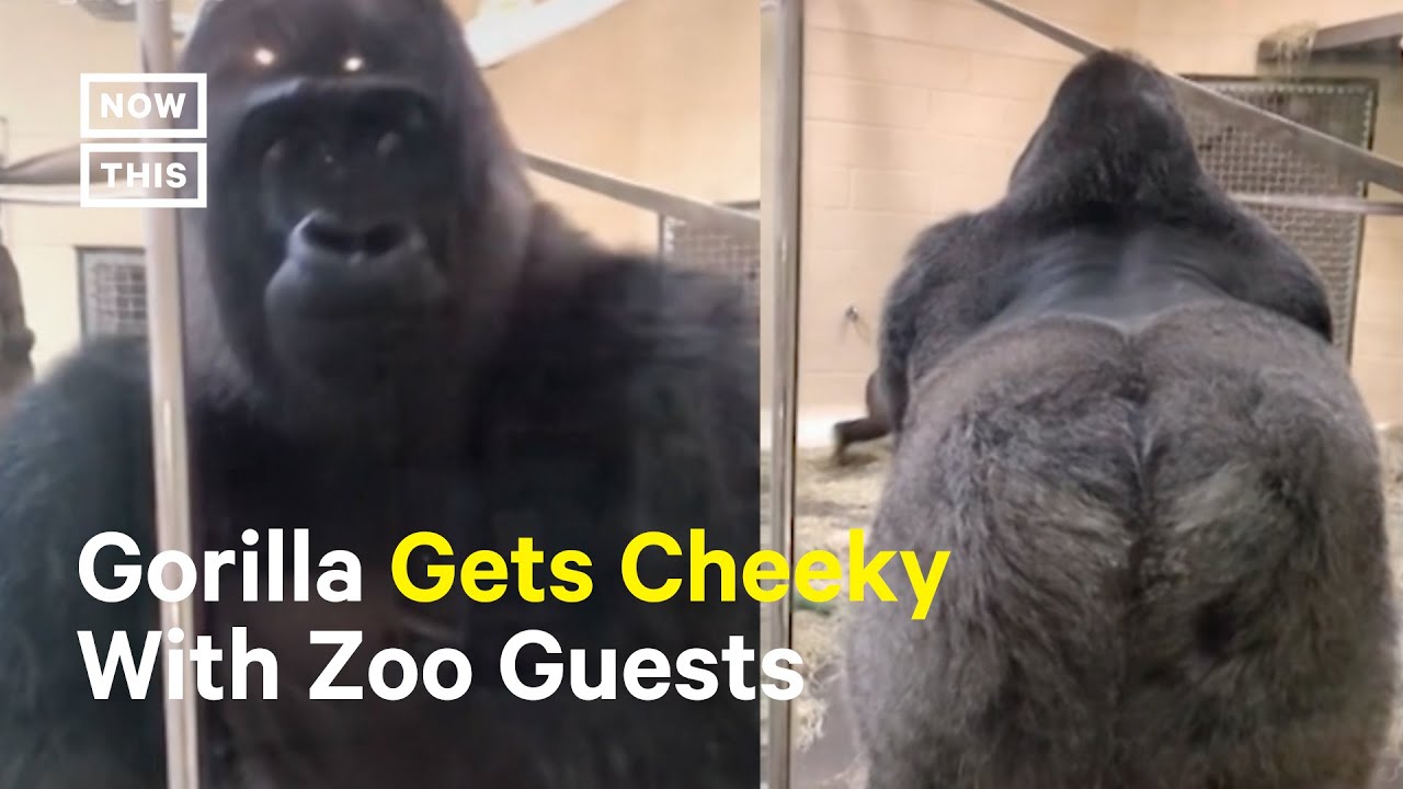 Gorilla Goes Viral For Hilarious Greeting Youtube