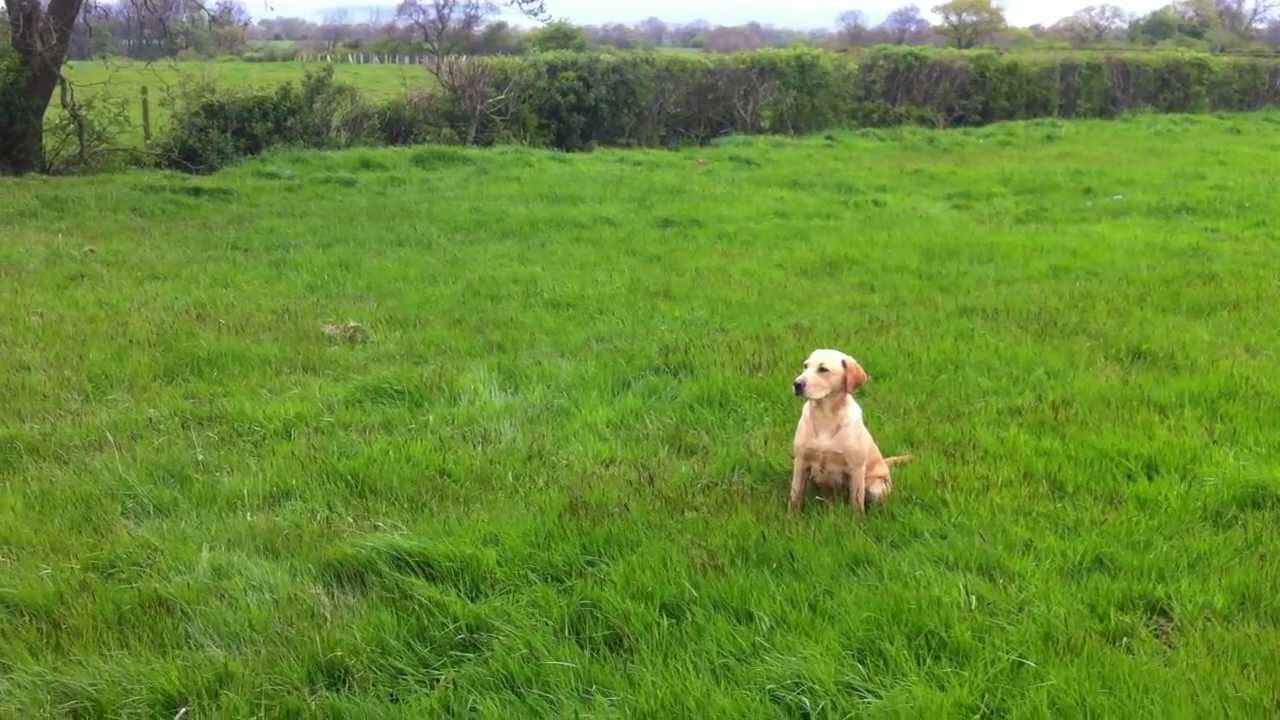 Gundog training Skye the Labrador to the back command to retrieve a ...