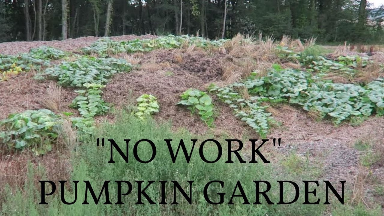 "NO WORK" pumpkin garden Grow in cow manure YouTube
