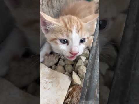 قطط السعوديه قطه سناب شات