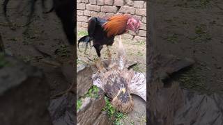 Funny Rooster Teasing Oldest Eagle