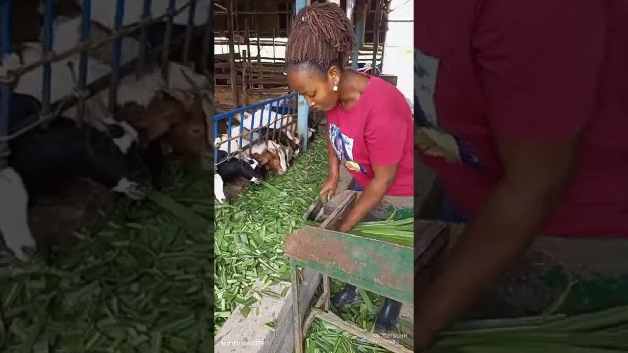 Pasture growing for dairy and beef production