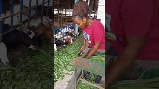 Pasture growing for dairy and beef production