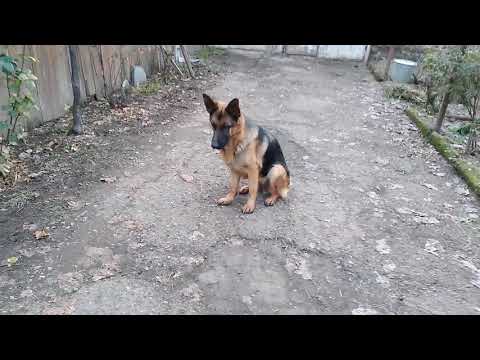 German Shepherd Linda with her son-გერმანული ნაგაზი ლინდა შვილთან ერთად