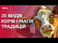 Від Лемківської хати до шотландських корів. ВРЯТОВАНІ З ОКУПАЦІЇ тварини ЗНАЙШЛИ ДІМ в Агроленді