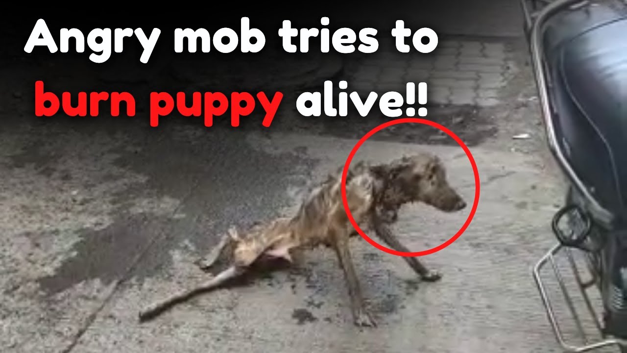 Pup BEATEN and about to be set ABLAZE, survives to start a NEW