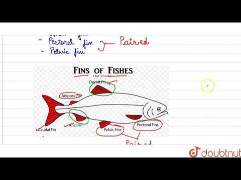 Video: Ktoré plutvy sú párové u rýb?