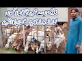 bakri farming in Pakistan , goat farming , بکری فارمنگ