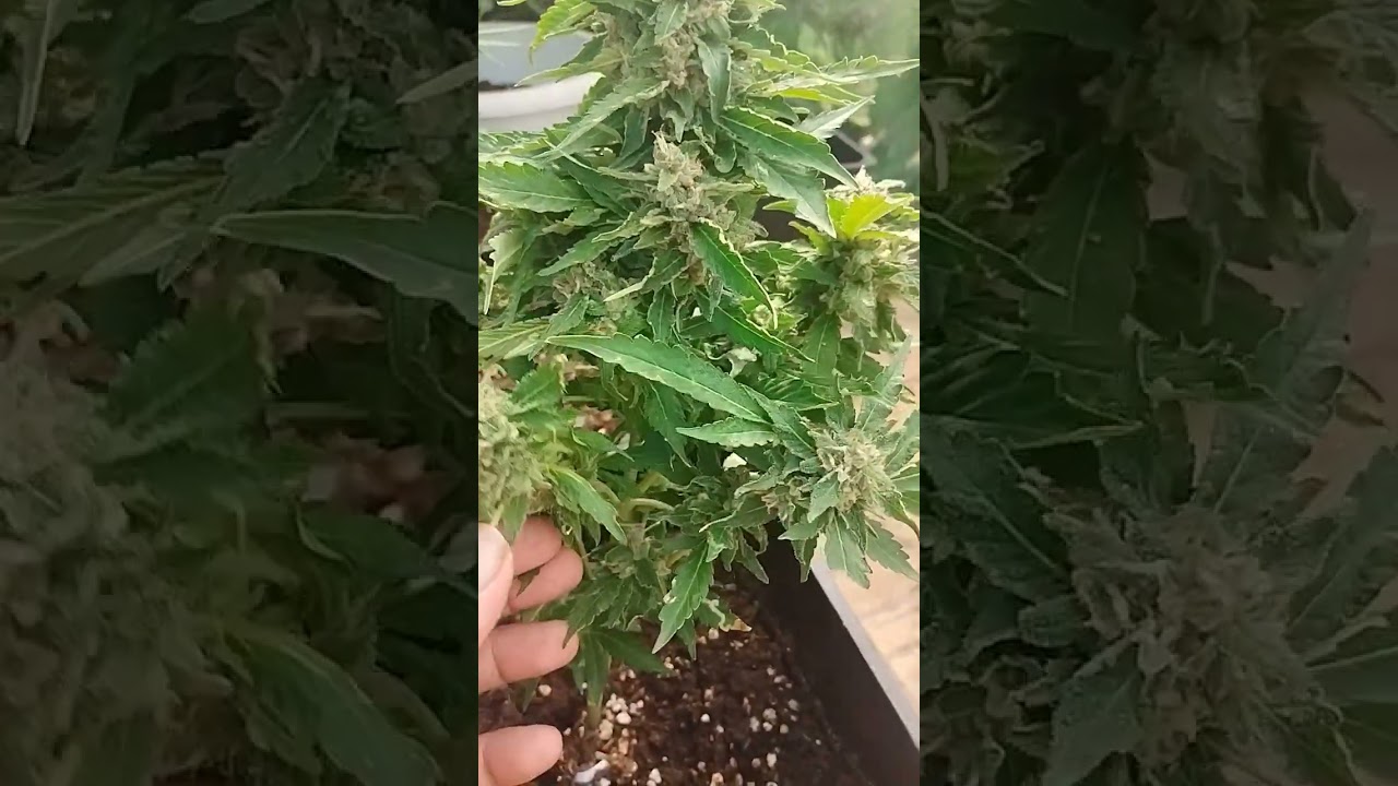 Esqueje critical bilbo